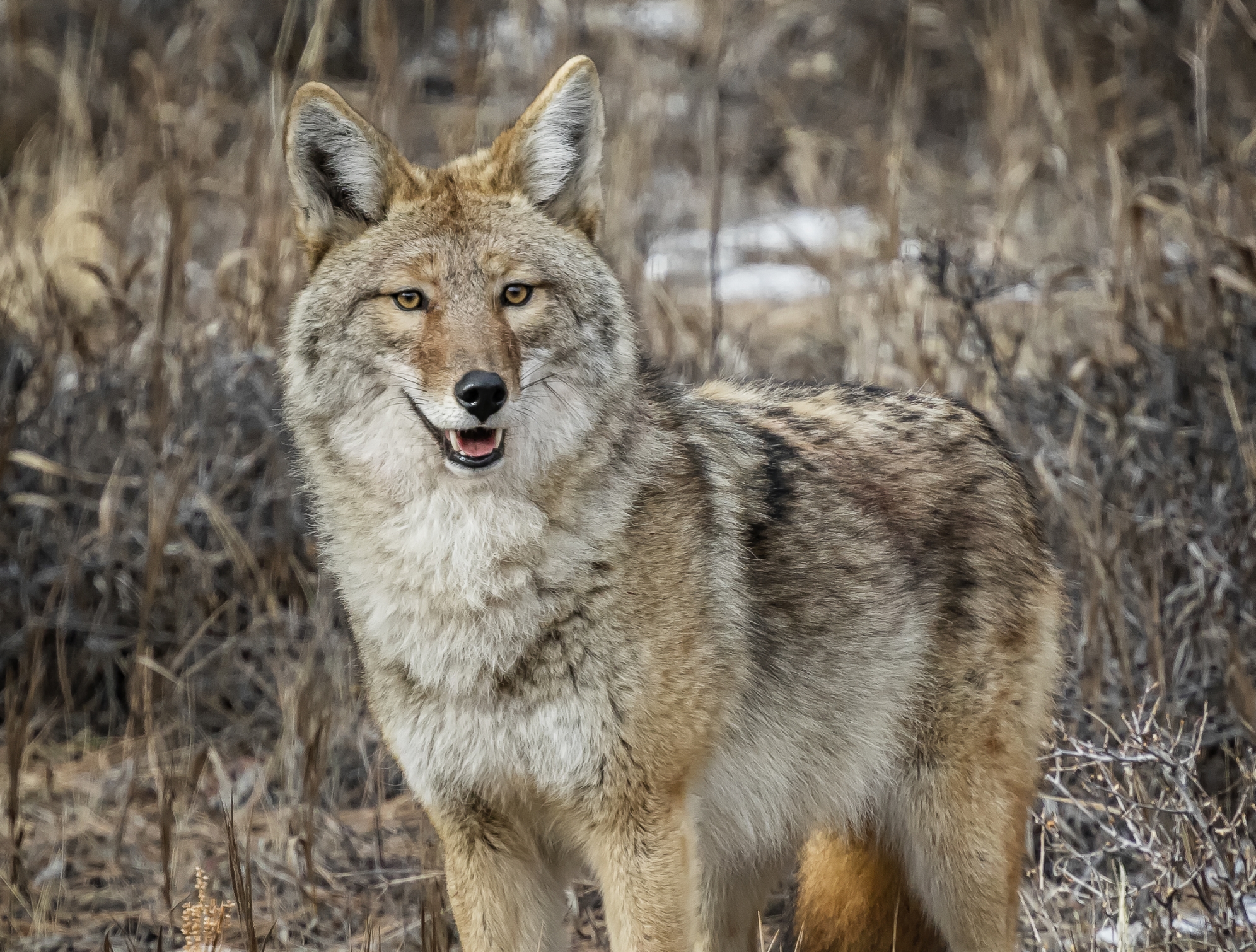 Coyote_J3A1626.jpg