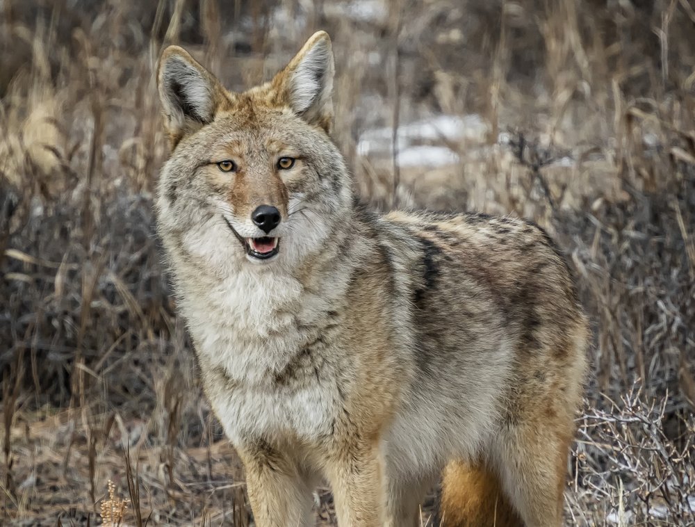 Coyote_J3A1626.jpg