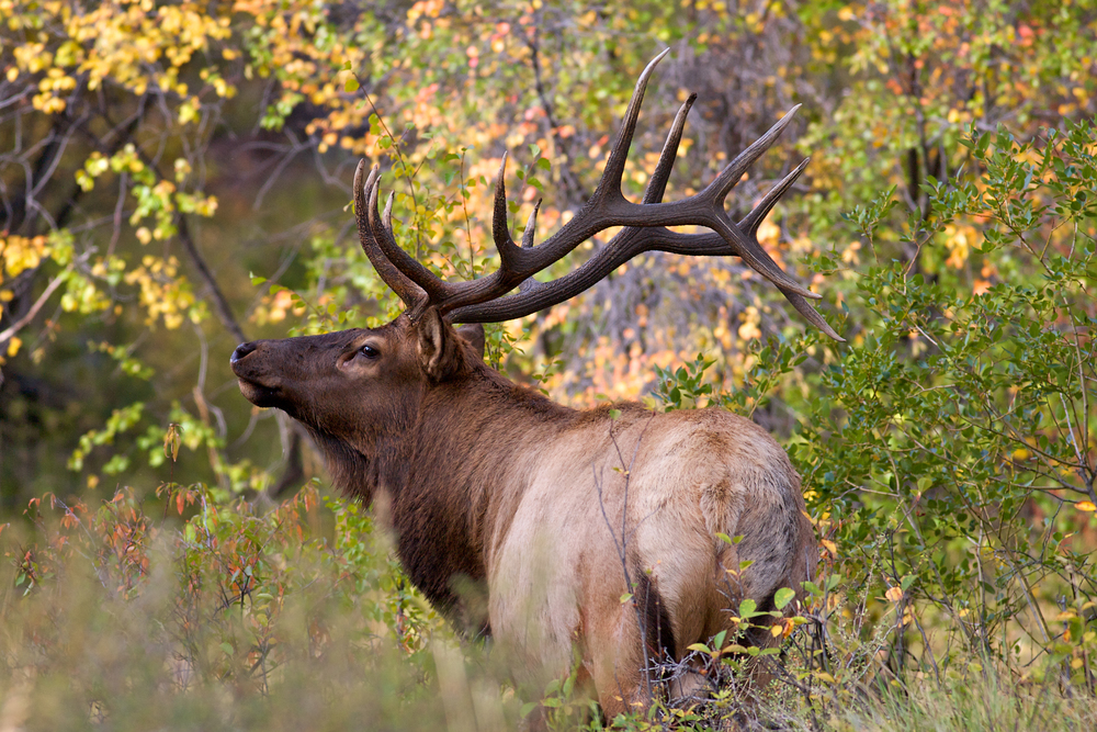 ElkAutumnColors_3891.jpg