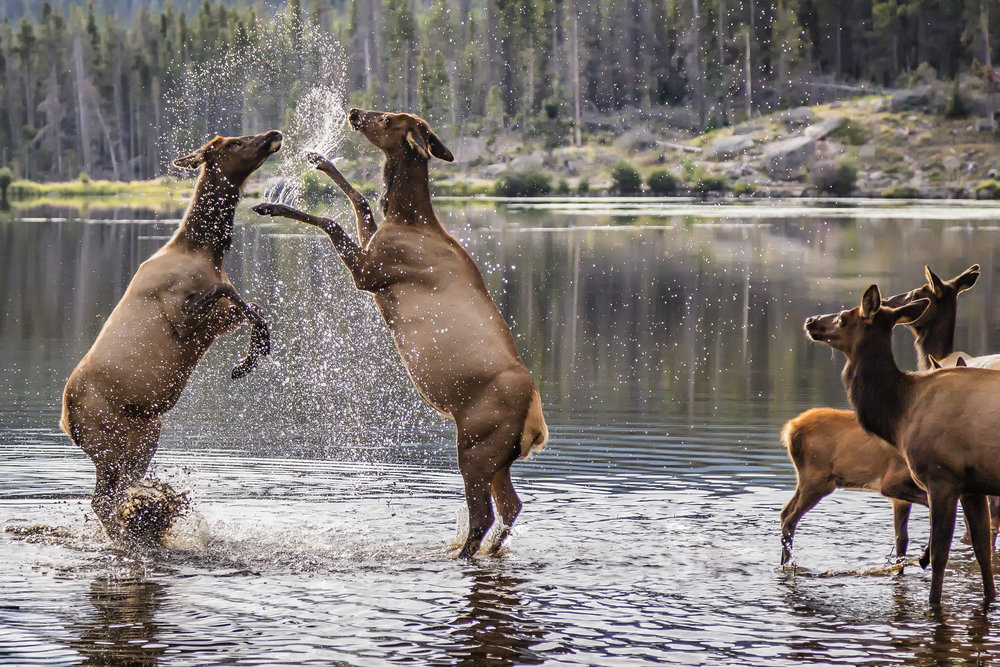 FightElk_4062-2.jpg